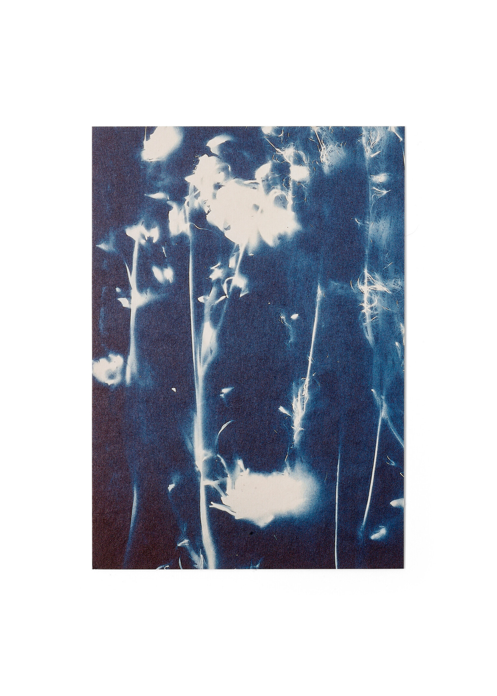 Karte / Print DIN A5, CYANOTYPE – fleurs séchées N°5, inkl. Couvert