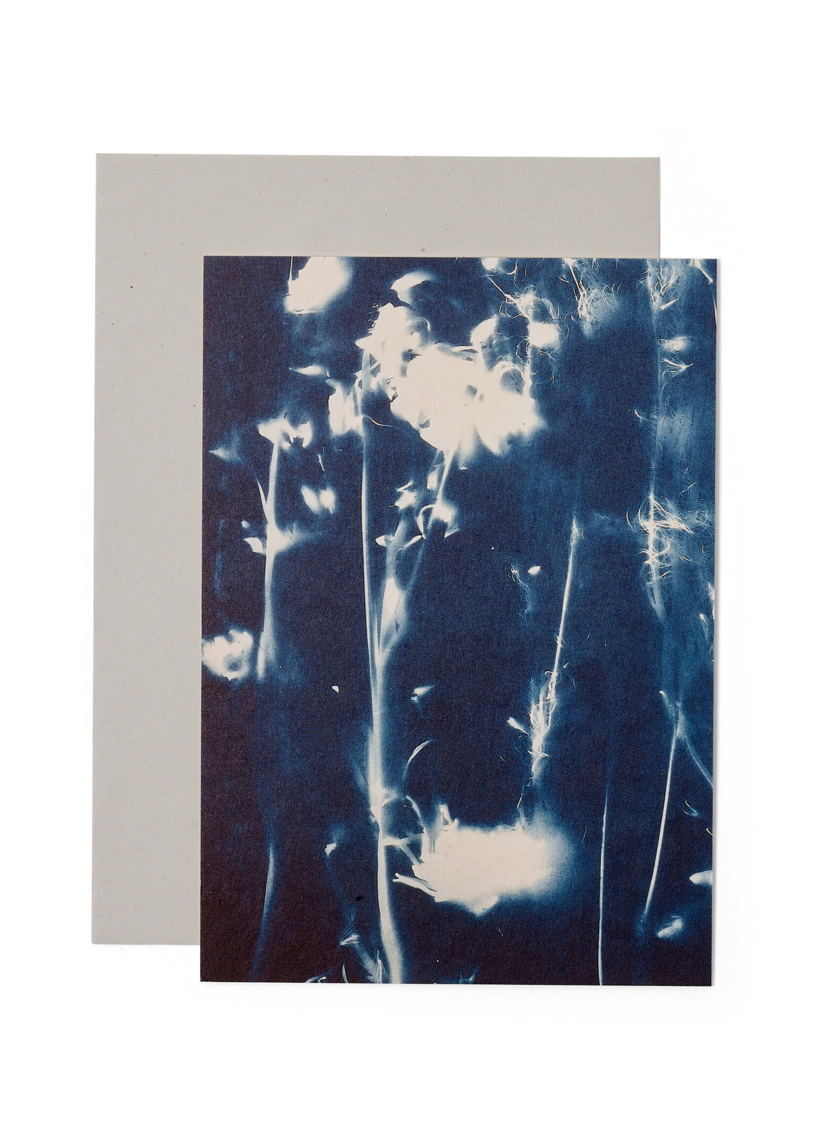 Karte / Print DIN A5, CYANOTYPE – fleurs séchées N°5, inkl. Couvert