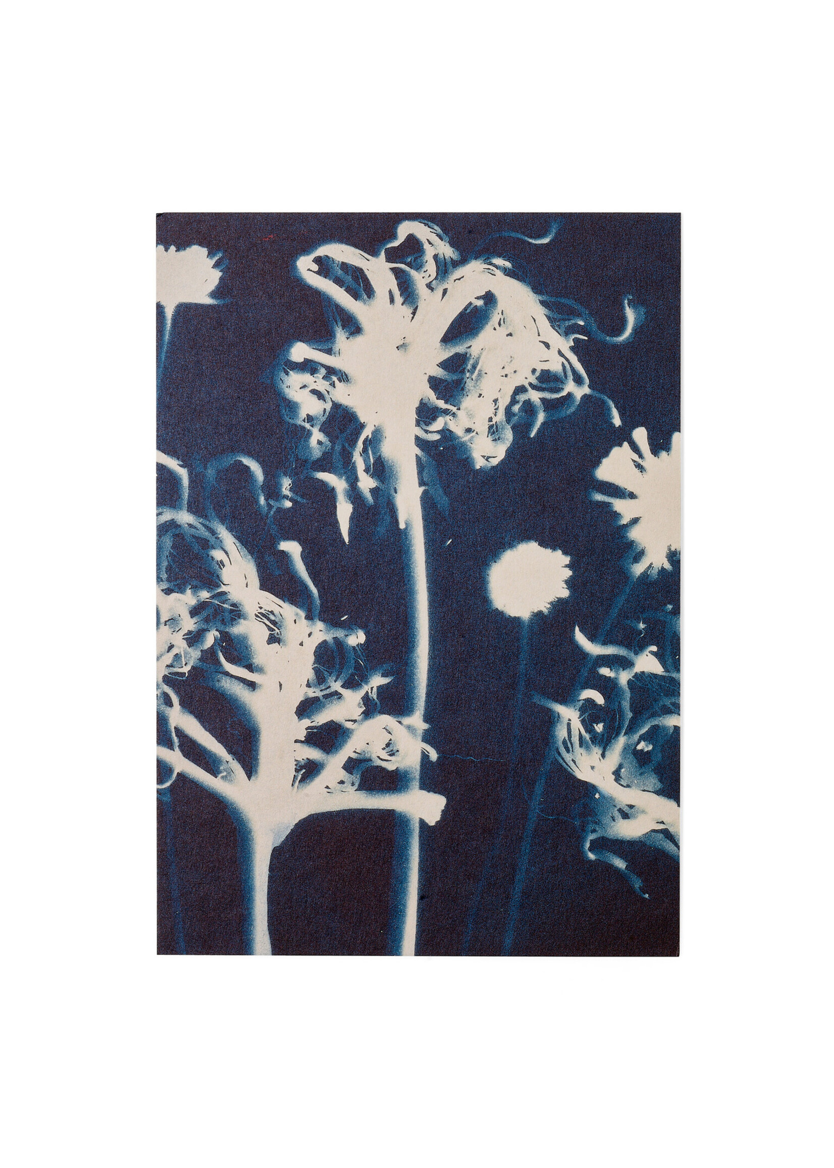 Karte / Print DIN A5, CYANOTYPE – Susanna's Nerinen N°1, inkl. Couvert