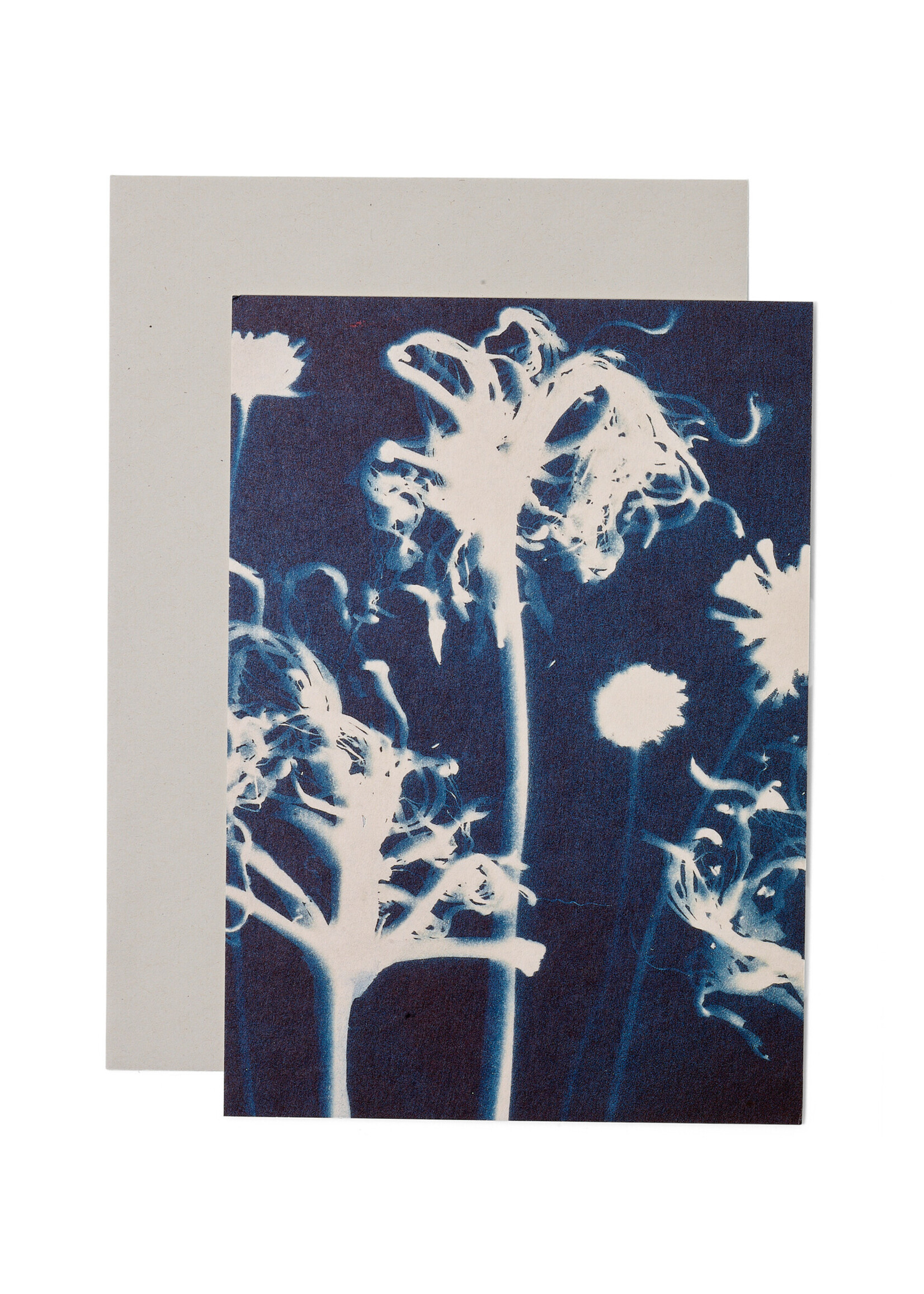 Karte / Print DIN A5, CYANOTYPE – Susanna's Nerinen N°1, inkl. Couvert