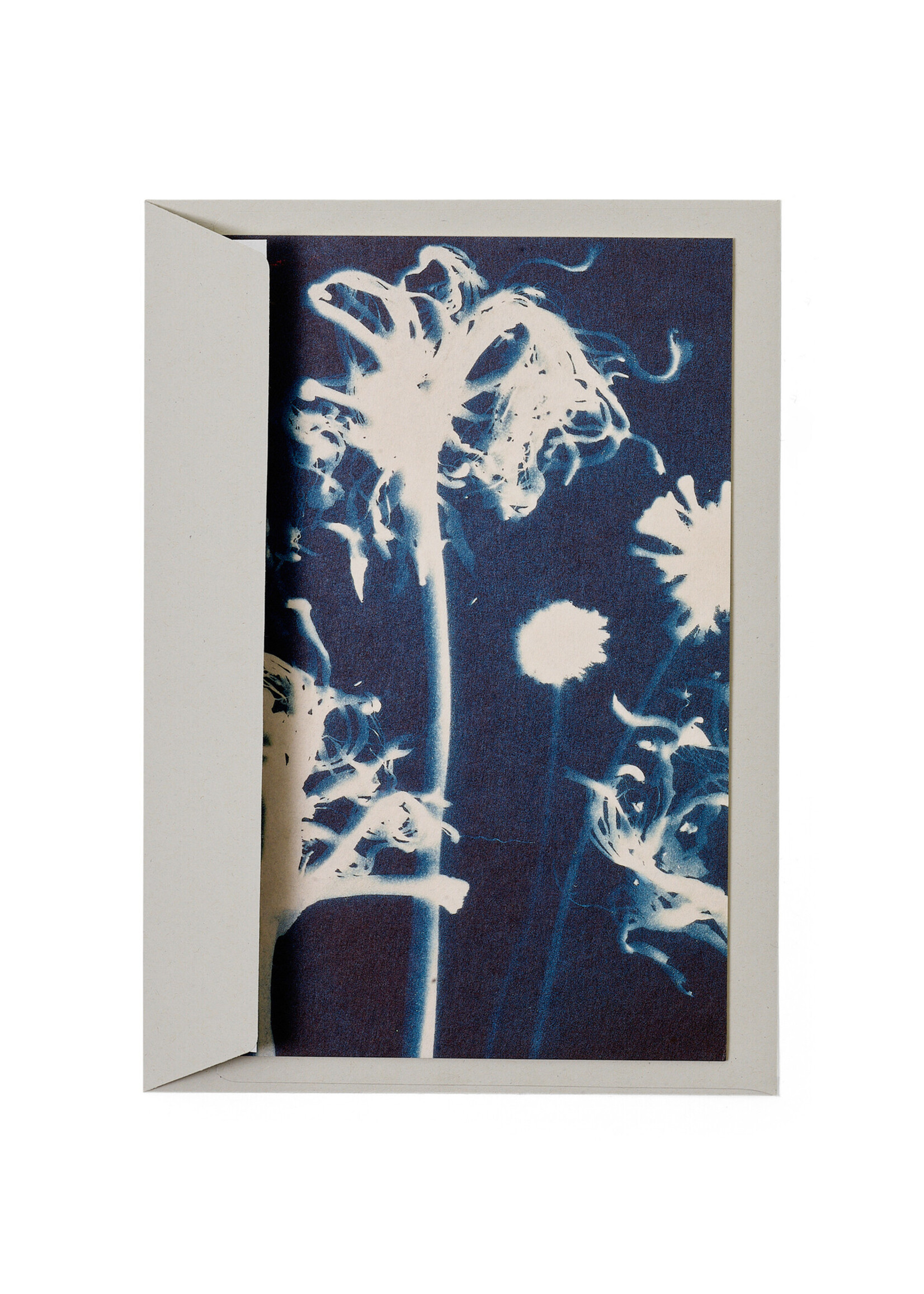 Karte / Print DIN A5, CYANOTYPE – Susanna's Nerinen N°1, inkl. Couvert