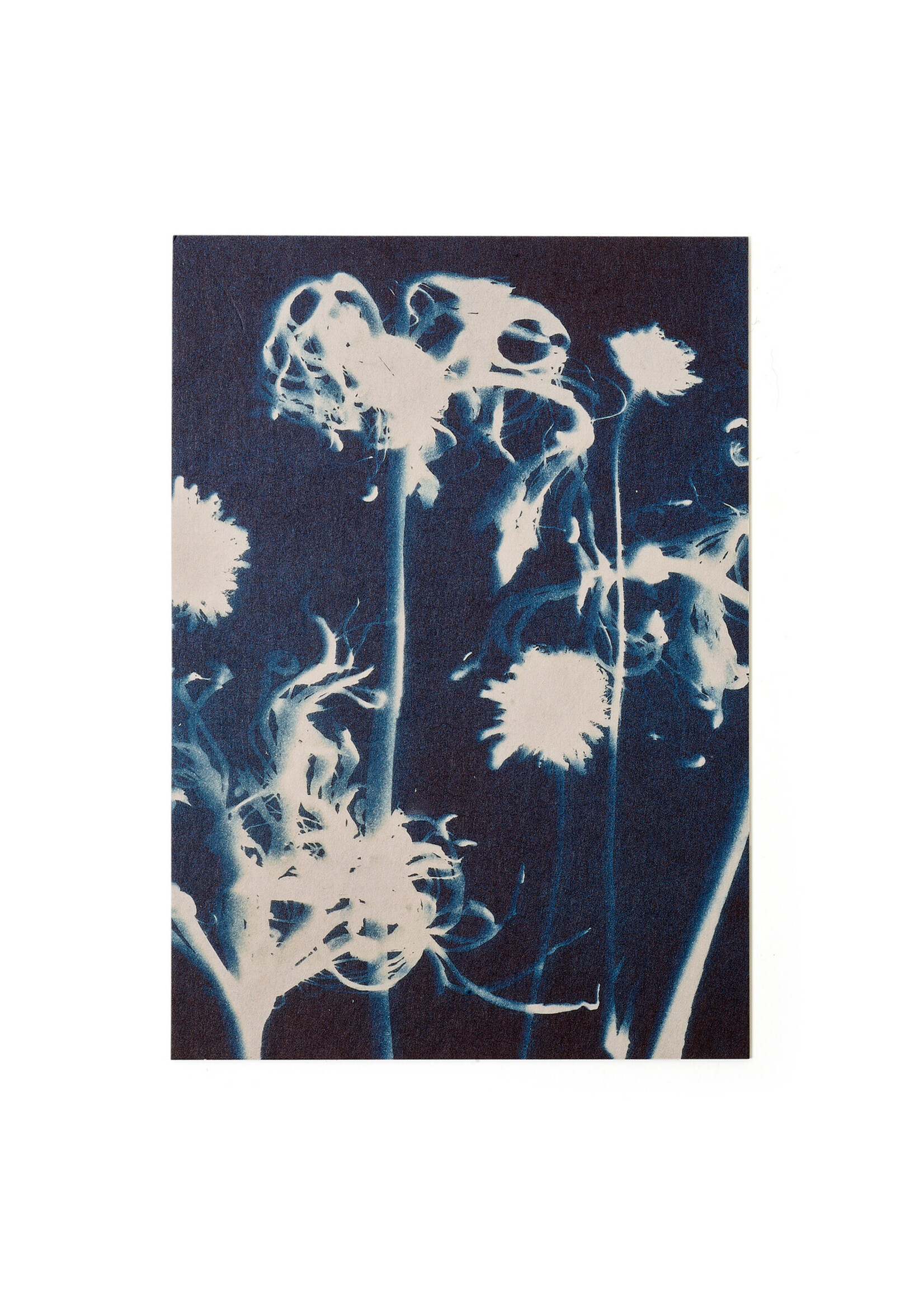 Card / Print DIN A5, CYANOTYPE – Susanna's Nerines No. 2, including envelope