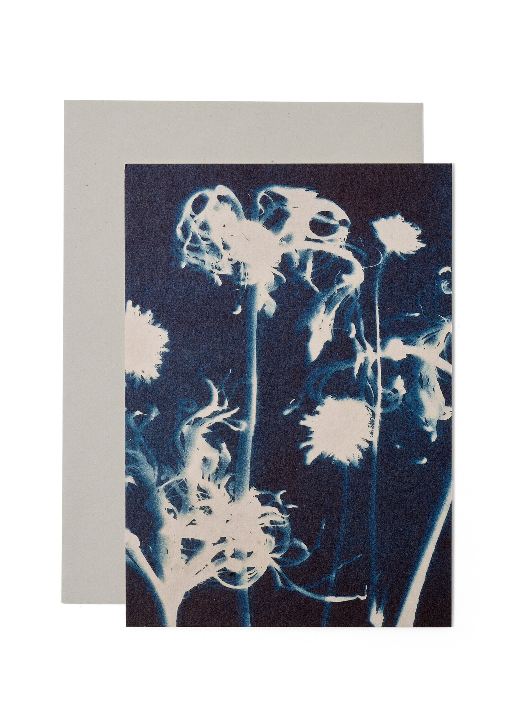 Card / Print DIN A5, CYANOTYPE – Susanna's Nerines No. 2, including envelope