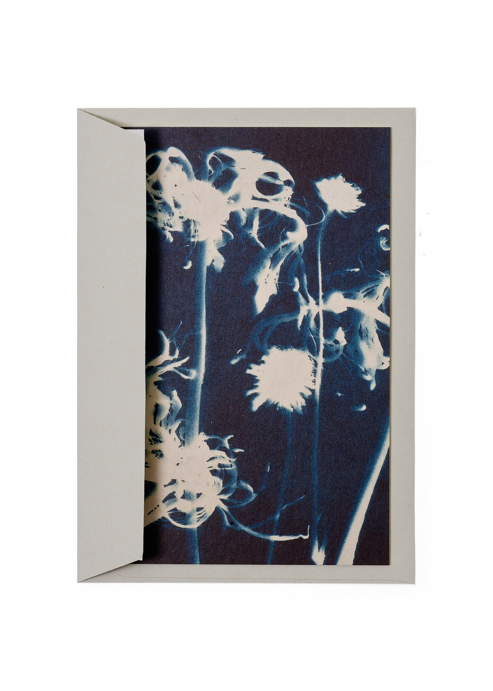 Card / Print DIN A5, CYANOTYPE – Susanna's Nerines No. 2, including envelope