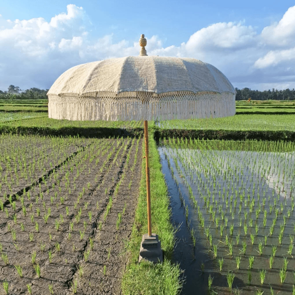 Parasol Café Latte - Wonderella
