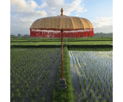 Sonnenschirm-Fantasie