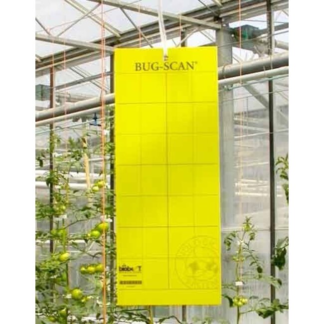 Brimex Bug-Scan Brimex Gelb | 10 Stück