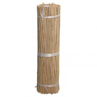 Easy-Grow Bambus | 90Cm | Verpackt Pro 25 Stück