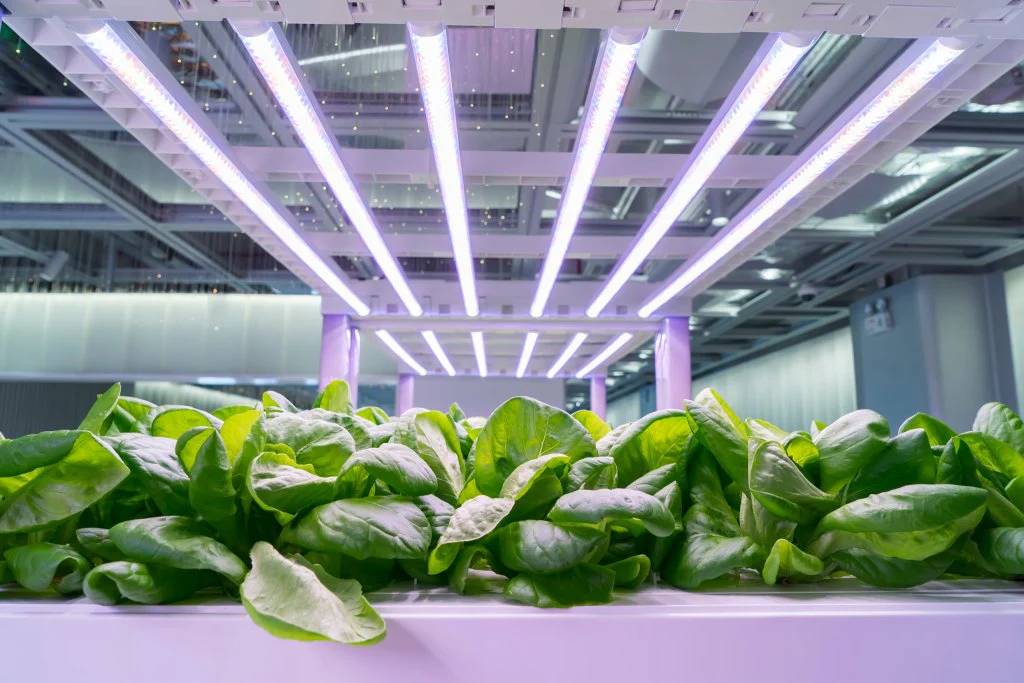Wachsen mit LED