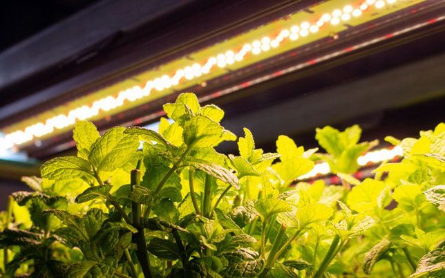 Vorteile des Anbaus mit LED Beleuchtung