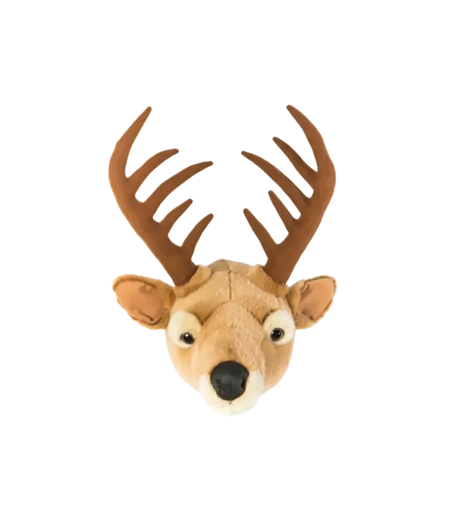 Wild and Soft - Head  Dear Billy