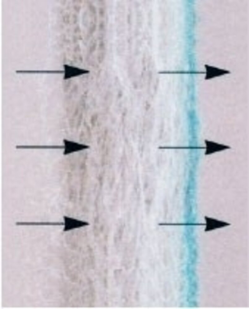 Brink filtershop Brink Elan 16 / 25 2.0 | electronisch filter | 532602 Brink filtershop Brink Elan 16 / 25 2.0 | electronisch filter | 532602