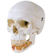 3B Klassieke schedel