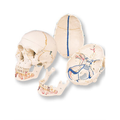 3B Klassieke schedel