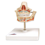 3B Kaakmodel melkgebit