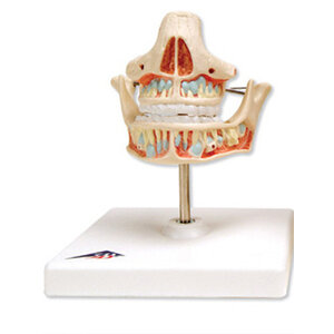 3B Kaakmodel melkgebit