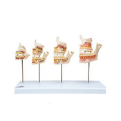 3B Gebitsontwikkeling op standaard