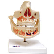 3B Kaakmodel volwassen gebit