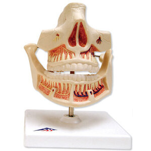 3B Kaakmodel volwassen gebit