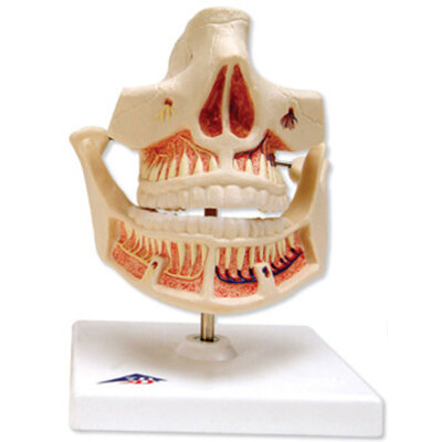 3B Kaakmodel volwassen gebit