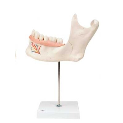 3B Onderkaak 6-delig model
