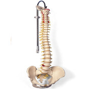 Klassiek model Wervelkolom