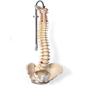 Klassiek model Wervelkolom