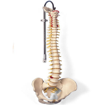 Klassiek model Wervelkolom