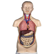 Mini Torso 12- delig