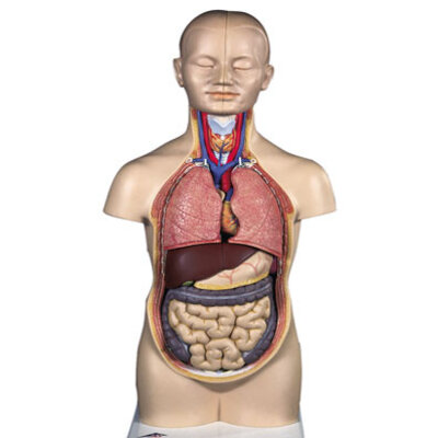 Mini Torso 12- delig