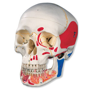 Klassieke schedel beschilderd