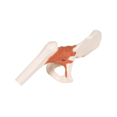 Functioneel heupgewricht