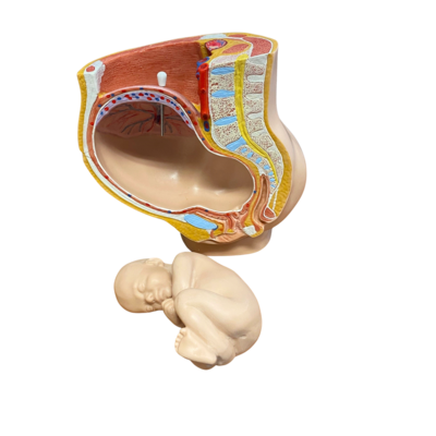3B Anatomisch model zwangerschap