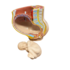 3B Anatomisch model zwangerschap