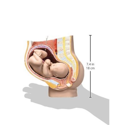 3B Anatomisch model zwangerschap