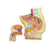 3B Anatomisch model mannelijk bekken en urinestelsel