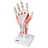 3B Hand skelet