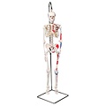 3B Mini-skelet met gekleurde spieren