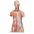 3B Deluxe Muscle torso