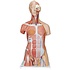 3B Deluxe Muscle torso