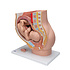 3B Zwangerschapsbekkenmodel in Mediane Doorsnede met Uitneembare Foetus (40 weken), 3-delig
