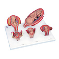 3B Zwangerschapsmodelserie, 5 Embryo- en Foetusmodellen op basis