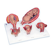 3B Zwangerschapsmodelserie, 5 Embryo- en Foetusmodellen op basis