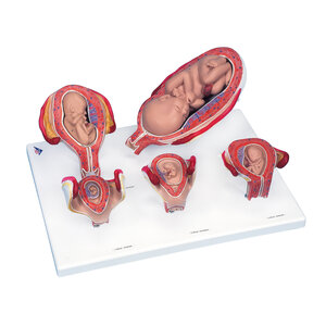 3B Zwangerschapsmodelserie, 5 Embryo- en Foetusmodellen op basis