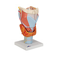 3B Menselijk Larynxmodel, 2× ware grootte, 7-delig