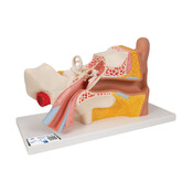 3B Menselijk Oormodel, 3× ware grootte, 4-delig
