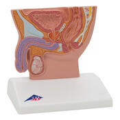 3B Mannelijk Bekkenmodel in Midsagittale Doorsnede, 1/2 levensgroot