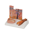3B Microscopisch Huid-, Haar- & Nagelmodel