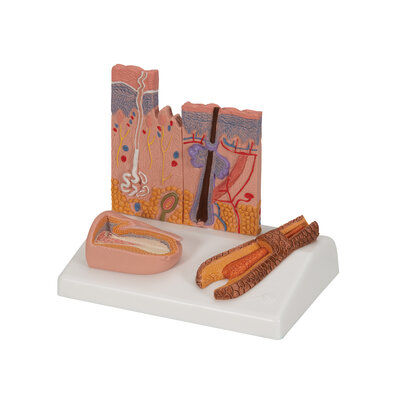 3B Microscopisch Huid-, Haar- & Nagelmodel