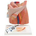 3B Inguinale Herniamodel (Urologie)